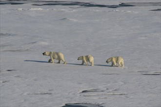 Mother Polar bear (Ursus maritimus) with their cubs in the high arctic near the North Pole