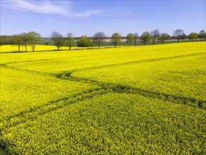 Drone image of a rapeseed field