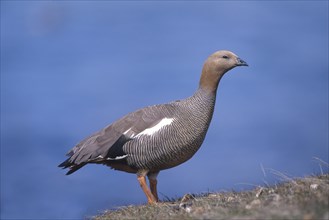 Ruddy-headed Goose (Chloephaga rubidiceps)