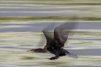 Cormorants (Phalacrocoracidae) flying