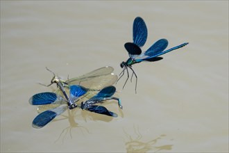 Banded demoiselle (calopteryx splendens)