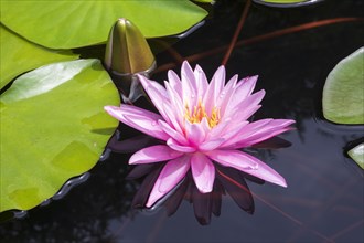 Pink water lily (Nymphaea Pink)