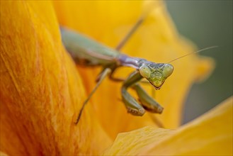 European mantis (mantis religiosa) on a flower