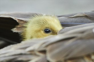 Canada goose (Branta canadensis) chick under the feathers of its mother