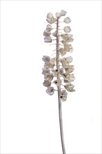 Seed head of a Grape hyacinth (Muscari) on white background