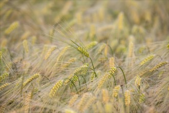 Ear of Barley (Hordeum vulgare) with dewdrops