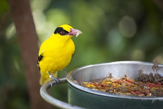 Feeding black-naped oriole of eastern asia with a worm in beak
