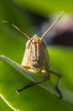 Egyptian locust (Anacridium aegyptium) on a plant