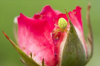 Cucumber green spider (Araniella cucurbitina) on rose blossom