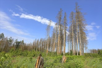 Spruce European spruce (Picea abies)