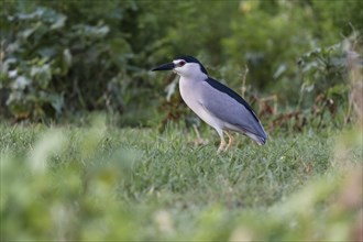 Black-crowned night heron (Nycticorax nycticorax) foraging