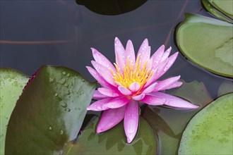 Pink water lily (Nymphaea Pink)