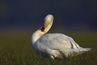 Mute swan (Cygnus olor) grooming its plumage in a meadow