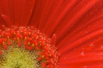 Macro of a red gerber daisy with water drops
