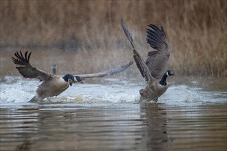 A Canada goose (Branta canadensis) gander chases a rival across the water surface during courtship