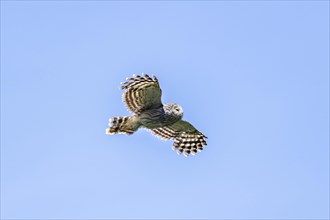 Ural owl (Strix uralensis) in flight