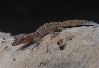 Big-headed gecko (Paroedura fasciata) in Nosy Hara National Park in northern Madagascar