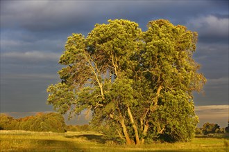 Group of trees in the evening light on a floodplain meadow