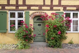 Roses blooming in front of a half-timbered house