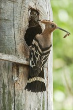 Hoopoe (Upupa epops) Hoopoe at the nesting box