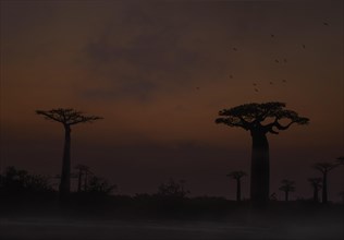 Baobab avenue at dawn (Andasonia grandidieri) in western Madagascar