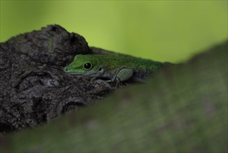 Koch's giant day gecko (Phelsuma kochi) in Ankarafantsika National Park in western Madagascar