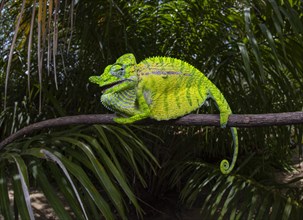 Rediscovered chameleon species