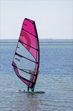 Windsurfer