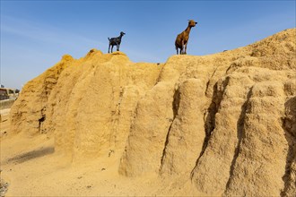 Goats on the old sandstone wall