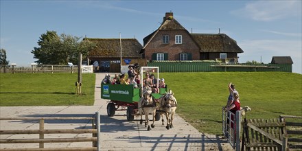 Horse-drawn carriage with tourists leaving Hallig Suedfall