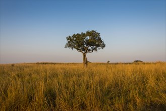 Lonely tree in the Savannah of the Murchison Falls National Park