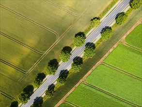 Drone image of an avenue in summer