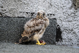 Common Common Kestrel (Falco tinnunculus)