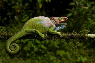 Male chameleon (Calumma oshaugnessi) from Ranomafana National Park