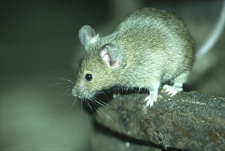 House mouse (Mus musculus) foraging on a barrel