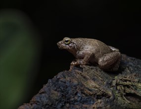 A frog (Mantidactylus ssp) in the rainforest of Nosy Komba