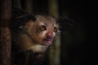 Aye-aye (Daubentonia madagascariensis) in the rainforests of Eastern Madagascar