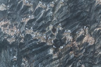 Giant seabird colony on the spectacular rock formation of columnar basalt