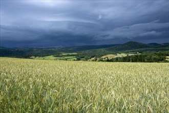 Stormy sky over a wheat field in the Limagne plain