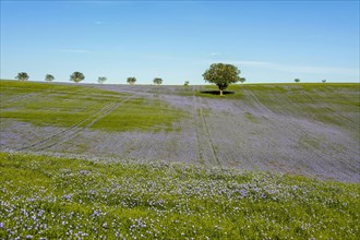 Flax (Linum usitatissimum) field in flower in Limagne plain