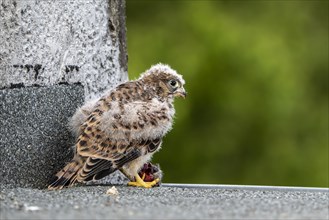 Common Common Kestrel (Falco tinnunculus)