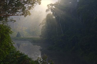 Rainforest of Andasibe at dawn