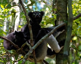 Lemur (Indri indri) with young in the rainforest of Analamazaotra