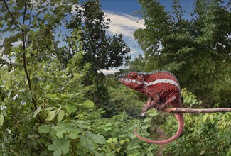 Panther chameleon (Furcifer pardalis) male in Kurlurve vegetation in northwestern Madagascar