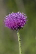 Musk Thistle (Carduus nutans) in inflorescence