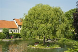 Willow tree in a duck pond in the area of the old monastery in Ystad