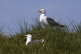 Two calling European herring gulls (Larus argentatus)