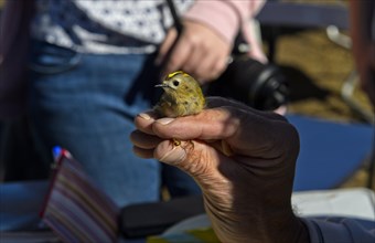 Winter Goldcrest (Regulus regulus) in the hands of an ornithologist during bird ringing