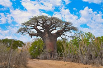 Baobab (Andasonia za) from Morombe in the southwest of Madagascar