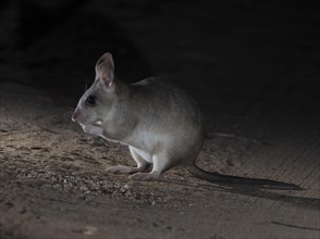 Madagascar kangaroo rat Malagasy giant rat (Hypogeomys antimena) in the dry forests of western Madagascar